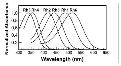 Missing figure: Fly Cone Sensitivities