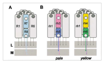 Missing figure: Fly Cones